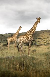 Gondwana Giraffen